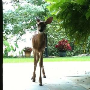 Meet your Posher, Jennifer